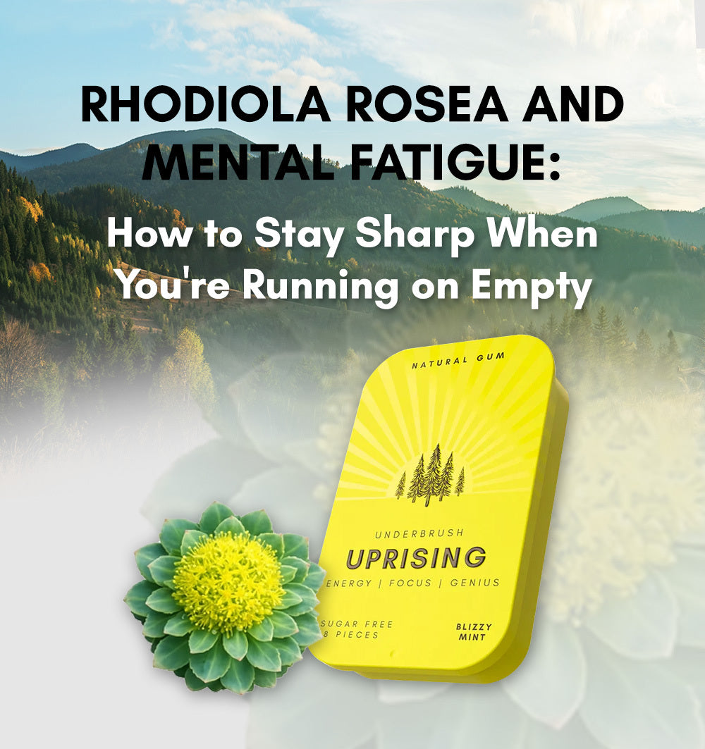 Rhodiola Rosea and Mental Fatigue: How to Stay Sharp When You’re Running on Empty