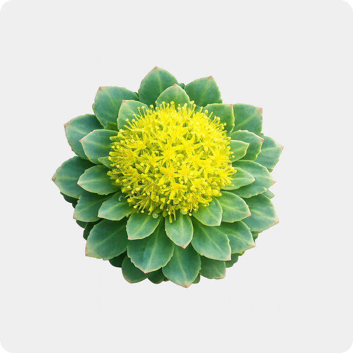 Rhodiola
